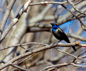 The common grackle forages on the ground, in shallow water or in shrubs; it will steal food from other birds. It is omnivorous, eating insects,  eggs, berries, seeds, grain and  small birds and mice. 