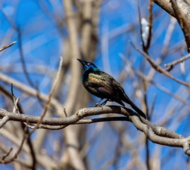 The common grackle forages on the ground, in shallow water or in shrubs; it will steal food from other birds. It is omnivorous, eating insects,  eggs, berries, seeds, grain and  small birds and mice. 