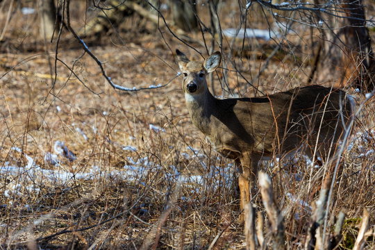 White Tailed deer in a Boreal forest Quebec.