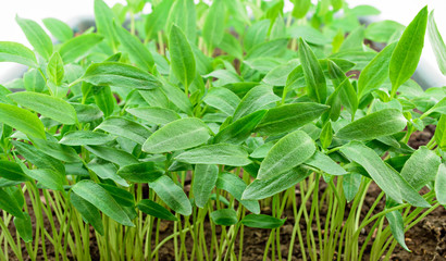 Pepper seedlings