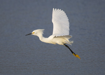 Fototapeta na wymiar Egret landing in a Fremont (CA) swamp
