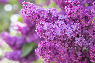 Obraz premium Green branch with spring lilac flowers