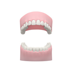 Dental Model, Teeth Model on White