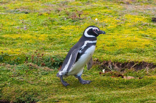 Walking Magellanic Penguin