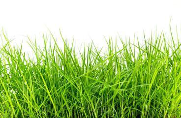 green grass on white background
