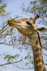 giraffes in the zoo safari park