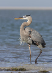 Great Blue Heron Standing on a Florida Beach