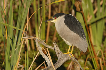 Black-crowned Heron Perched on a Branch - Florida