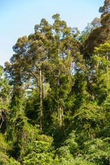 Hill Evergreen Forest,Khao Yai National Park Thailand