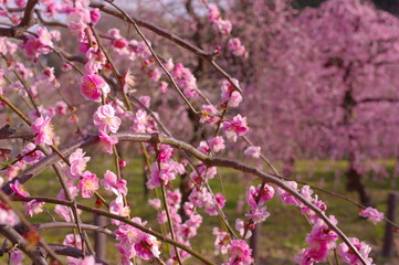 枝垂れ梅の梅林