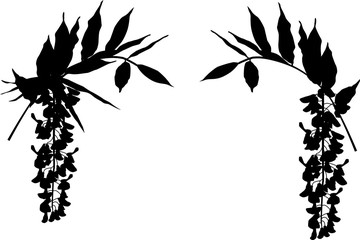 branches with small blooms on white