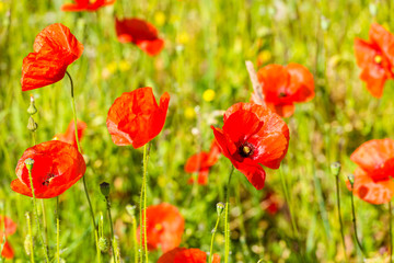 Fototapeta premium Red poppies in a summer meadow on sunny day
