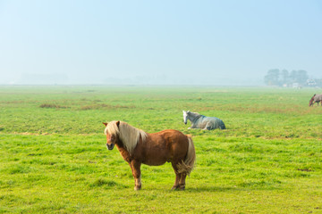 Fototapeta premium chestnut stallion grazing on green grass