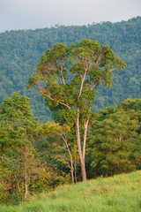 Hill Evergreen Forest,Khao Yai National Park Thailand