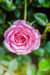 Beautiful pink rose in a garden