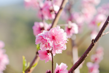 Cherry Blossom or Sakura flower on nature background