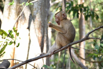 monkey eating in the wild