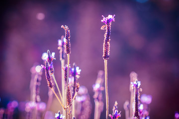 Fototapeta premium Field of Lavender