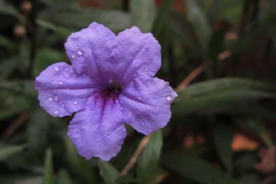 Ruellia tuberosa flower blooming
