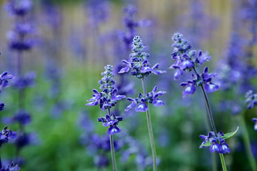 Blue wildflower with blurred background by macro lens. (shallow