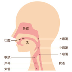Obraz premium 喉 仕組み 断面図
