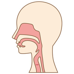 喉　仕組み　断面図