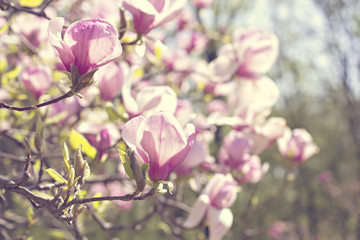 Fototapeta premium Blooming magnolia branch on a tree in the garden. Flowering magnolia tree densely covered with beautiful fresh pink flowers