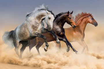 Obraz na płótnie Canvas Horse herd run in clouds of dust