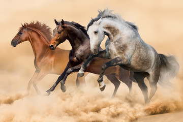 Three horses run gallop in dust