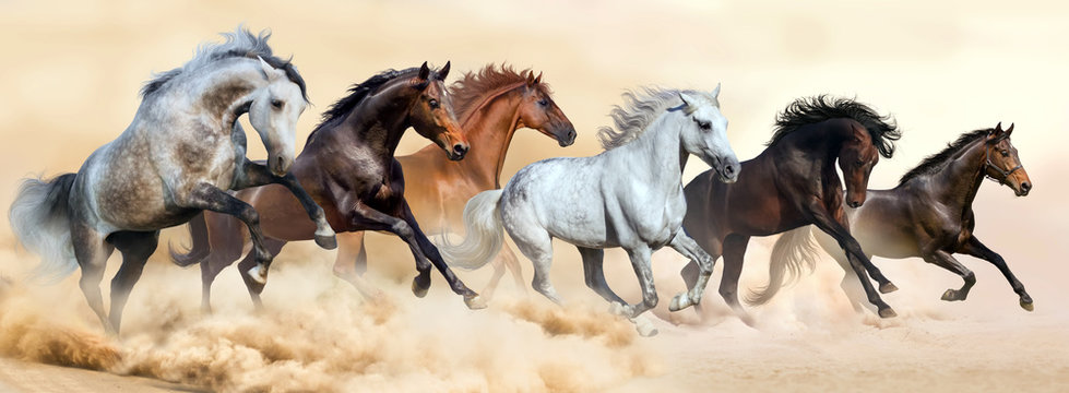 Fototapeta Horse herd run in clouds of dust