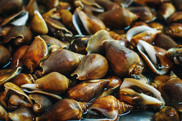 Background with Mollusc at a Fresh Market