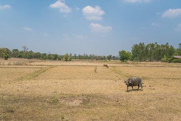 water buffalo on rice field and beautiful sky - copy space
