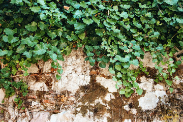 Nature Background with Ivy Leaves on Vintage Wall