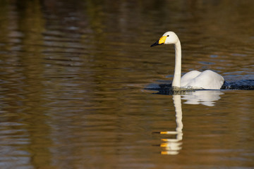 Fototapeta premium Whooper Swan