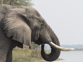 Elefante africano

