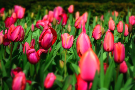 macro detail of a tulips field