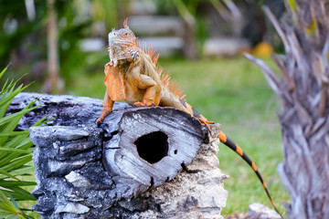 Mexico Iguana perched on a tree trunk