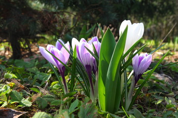 Crocus flowers in the spring garden