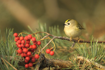 Regulus regulus on a tree