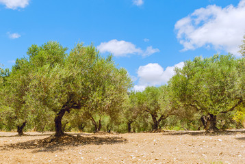 Fototapeta premium Olive tree fields with red soil