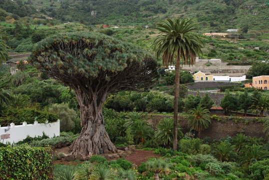 Dragonnier des Canaries, Icod de los Vinos, Tenerife, Espagne