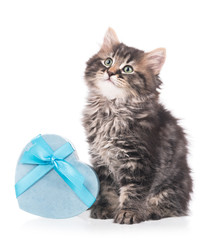 Cute siberian kitten