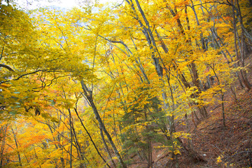 Fototapeta na wymiar Maple leaves trees