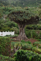 Dragonnier des Canaries, Icod de los Vinos, Tenerife, Espagne