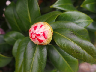 椿の蕾