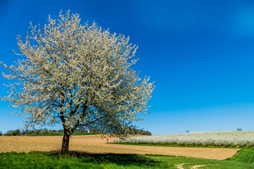 Baum im Frühling
