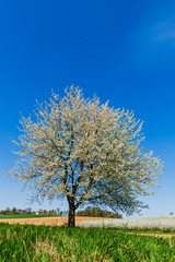Fototapeta na wymiar Baum im Frühling