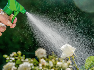 Obraz premium Rosen werden besprüht