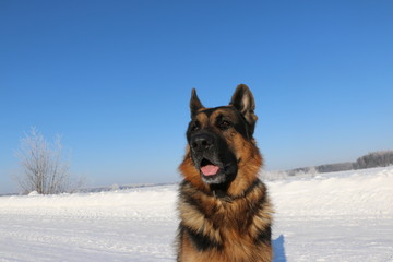 Dog german shepherd is on the snow in winter day