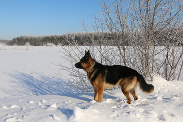Dog german shepherd is on the snow in winter day